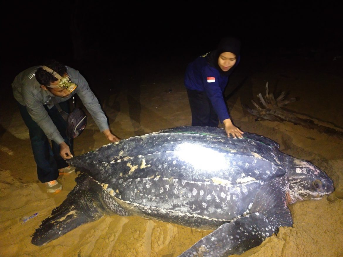 Unik dan Langka, Penyu Terbesar di Dunia Muncul di Pantai Paloh