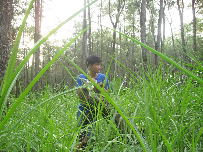 Hutan Pinus Gogoniti / @Flickr