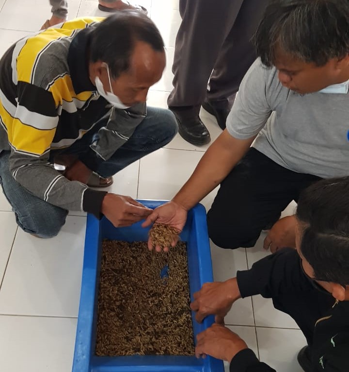 Pelatihan Produksi Maggot