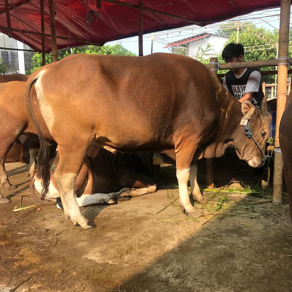 Sapi Bali IG @rhanafarm_bogor