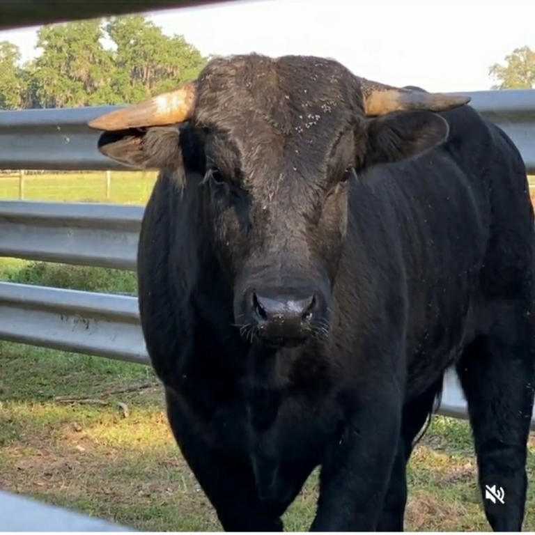 Sapi Beefalo IG @crittercreekfarmsanctuary