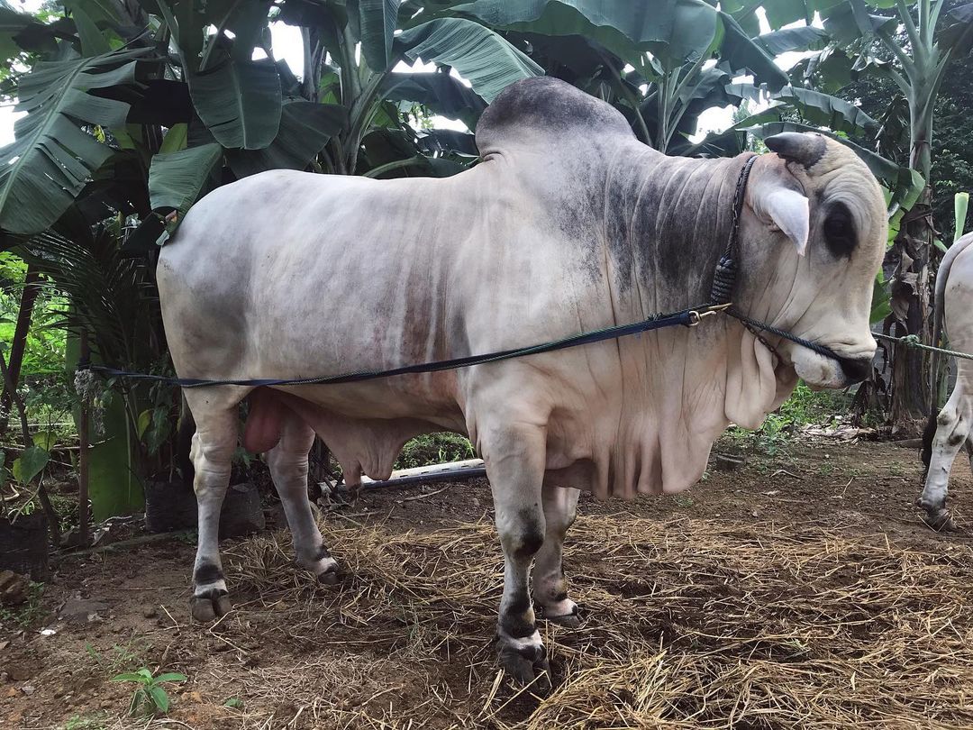 Sapi Brahman IG @setia_farm