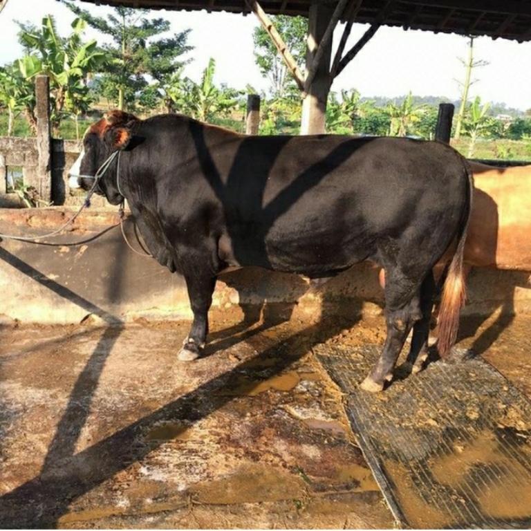 Sapi Brangus IG @sumber_lembu_farm