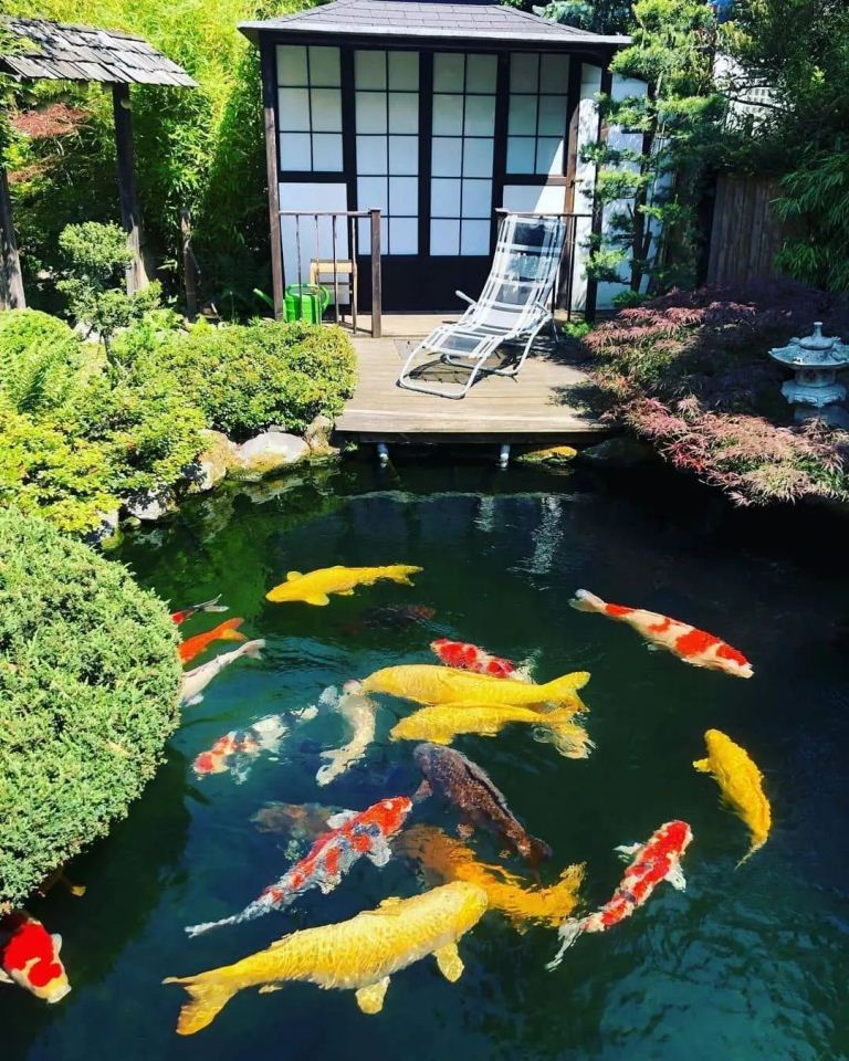 Konsep taman Jepang dengan kolam koi merupakan paduan yang serasi dan indah. Picy by IG @zakurai.koi