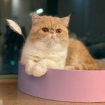Kucing Exotic Shorthair. Pict by Ig @blueblue_bobo_family
