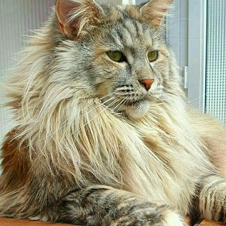 Kucing maine Coon. Pict by IG @mainecoontowns