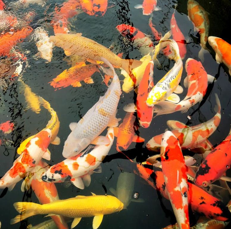 Memandang sekumpulan ikan koi berbagai corak dan warna akan menghadirkan perasaan damai. Pict by IG @koipond_oczkowodne_foto